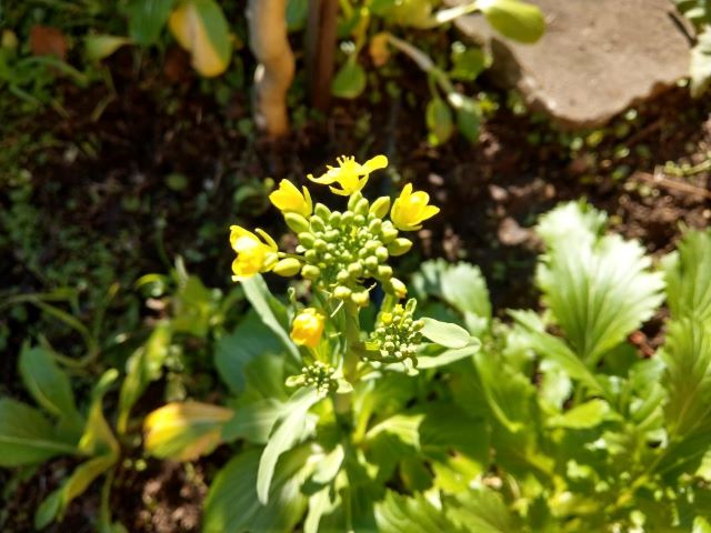 Yellow Flowers on Bok Choy Plant
