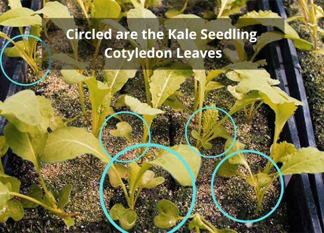 Kale Seedling Cotyledon Leaves