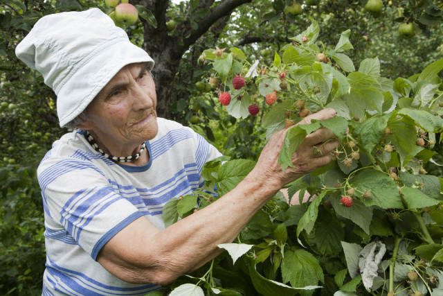 An old lady harvesting raspberries under an apple tree