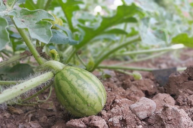 Small Watermelon Growing on the Vine