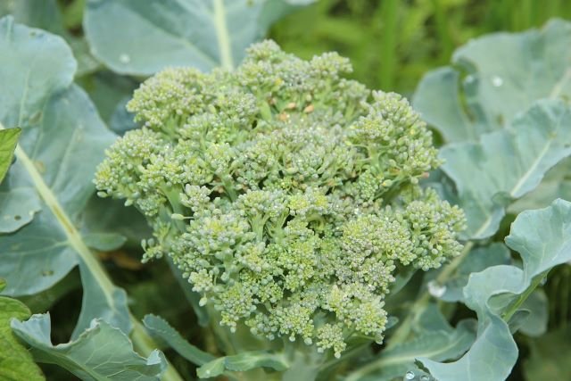 Unhealthy Broccoli Plant