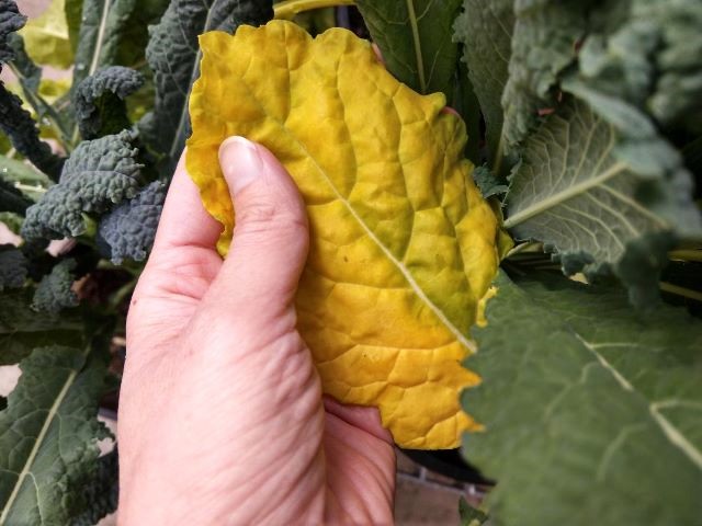 Yellow kale leaf