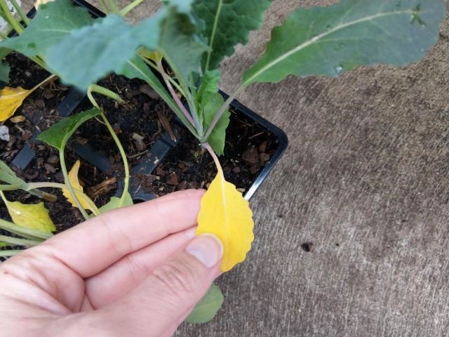Yellow kale seedling leaf.