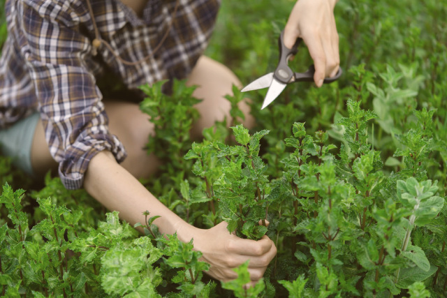 A lady pruning mint leaves in the garden.