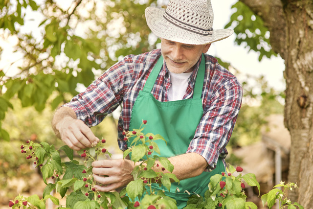 An old man harvesting raspberries under a fruit tree.