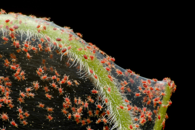 Red spider mites infesting the plant