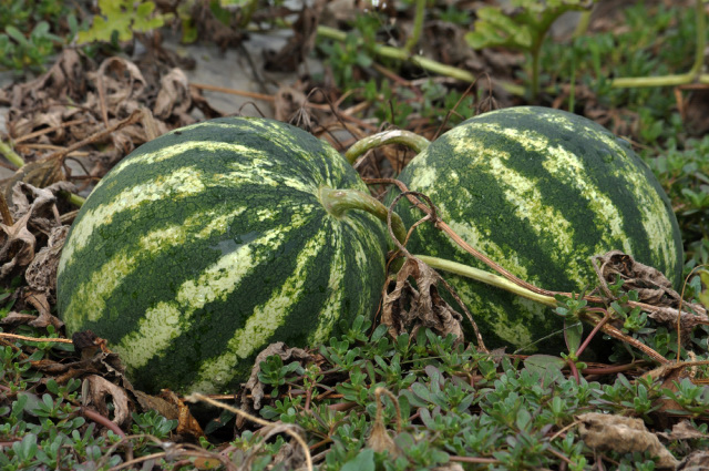Watermelon with brown or dried tendrils that is ready for harvest