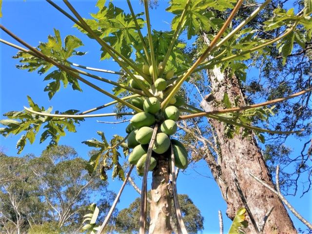 Growing Papaya Tree