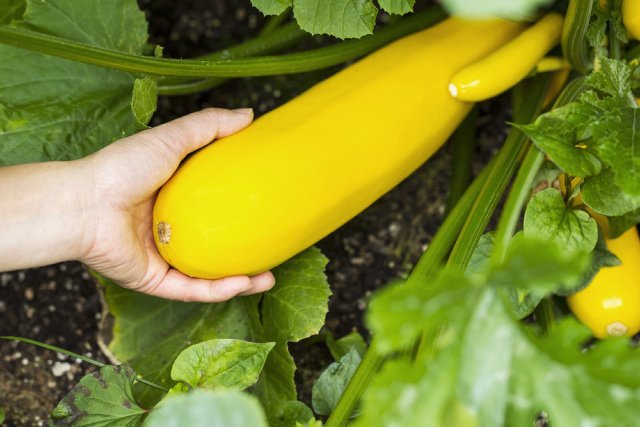 Yellow zucchini ready for harvesting.