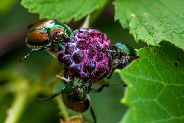 Raspberry beetle feeding on the fruit and the leaves.