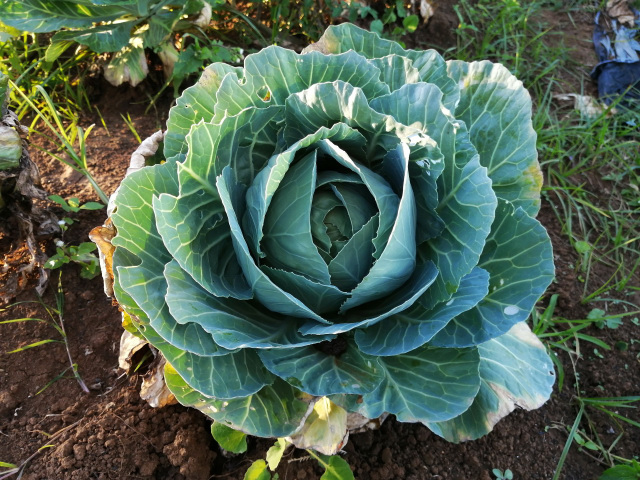 Cabbage in the garden that is starting to turn yellow.