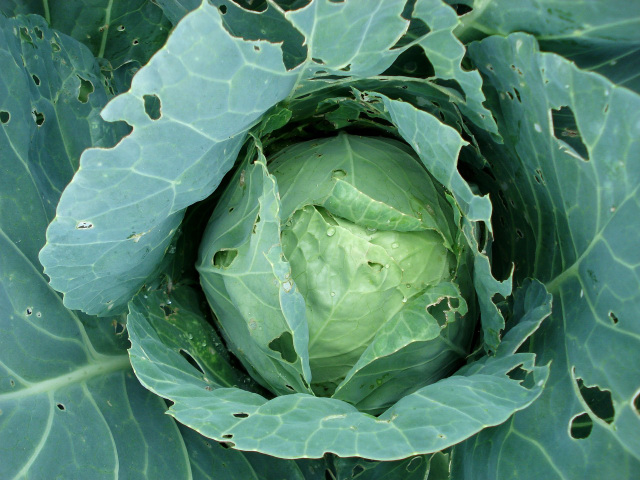 Cabbage leaves with holes due to pests