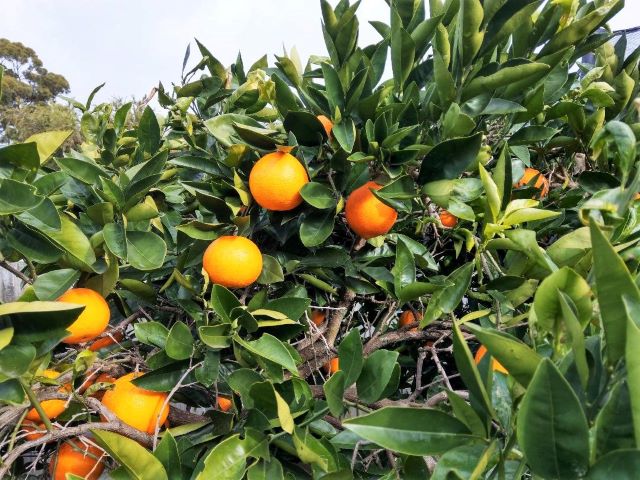 Growing Small Oranges