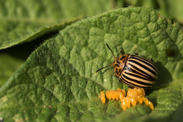 Potato Bug and Eggs - Colorado Potato Beetle