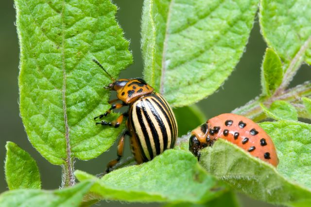 Potato Bug and Larvae - Colorado Potato Beetle