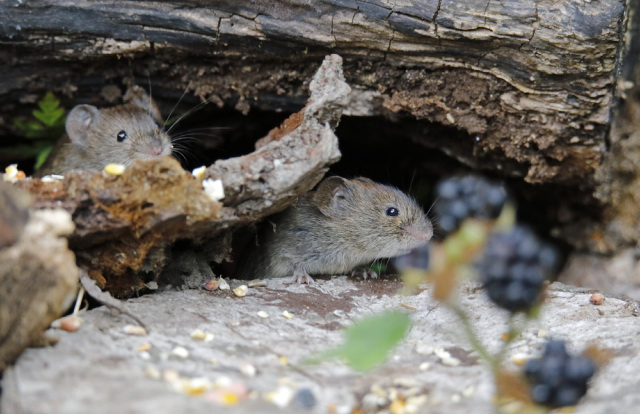 Mice gathering seeds and berries