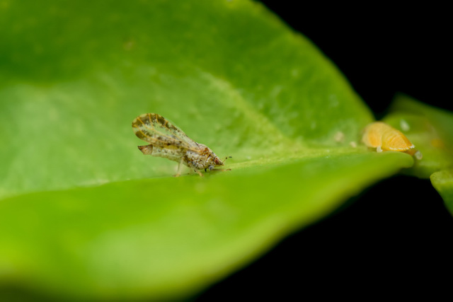 psyllid with nymph on the citrus plant leaf.