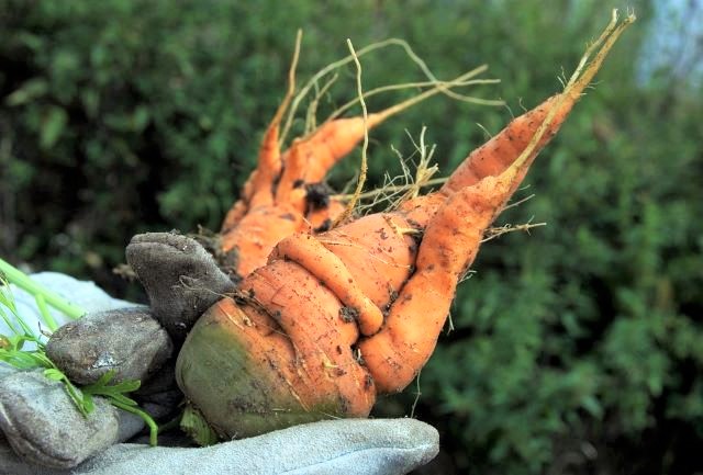 Deformed Carrot