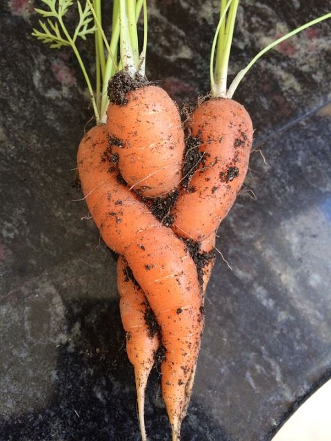 Entwined Carrots from the Garden