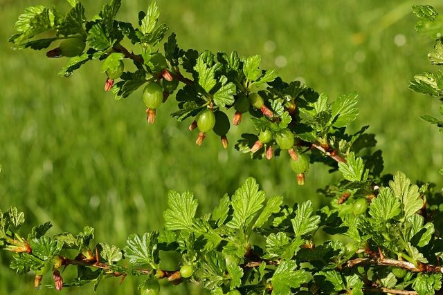 Green Gooseberries Growing on the Plant