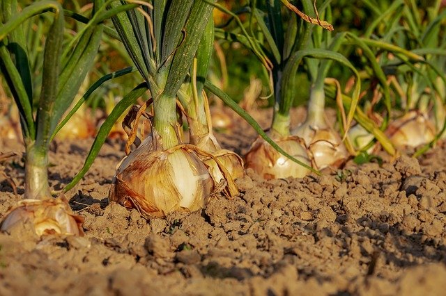 Growing Bulb Onions