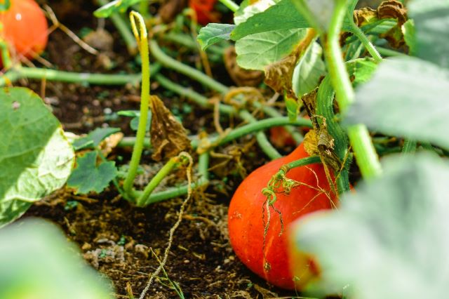 Pumpkin Plants With Dry Leaves