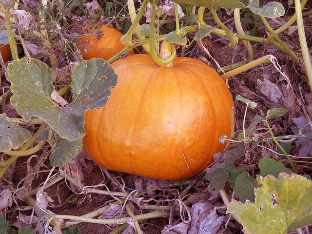 Pumpkin with Dying Vine