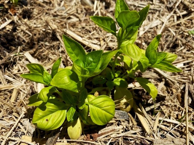 Basil Plant with Yellow Leaves