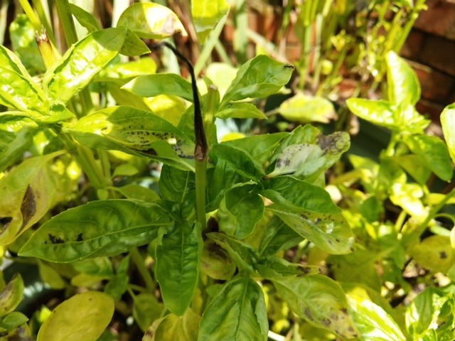 Basil with Yellow and Brown Leaves