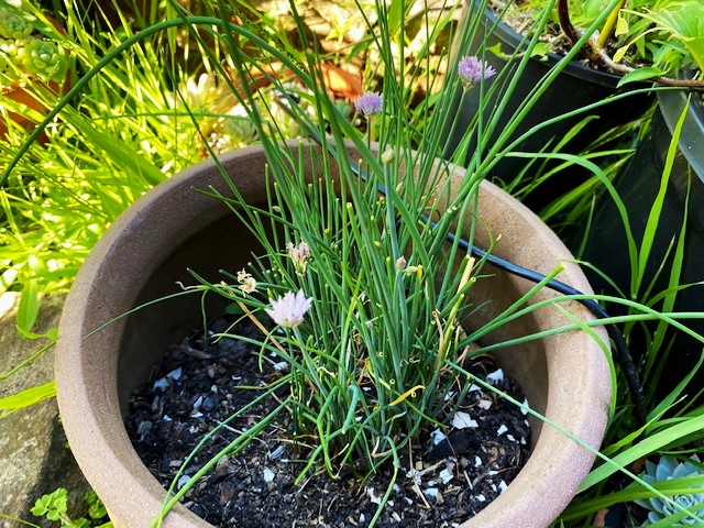 Chives in a Pot