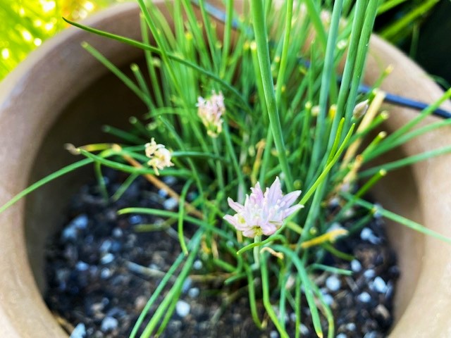 Flowering Chive Plant