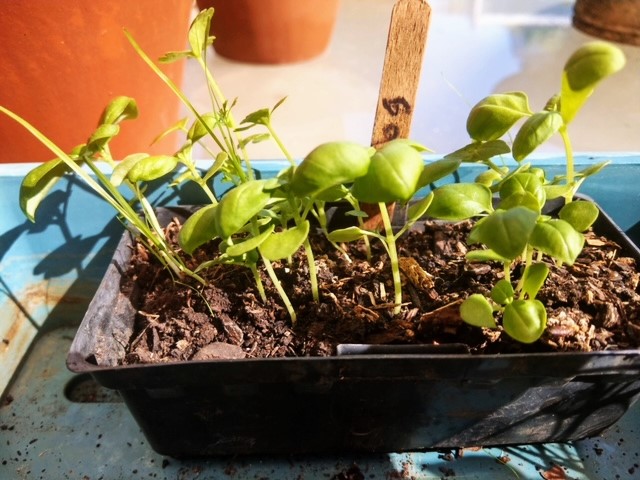 Growing Basil Seedlings