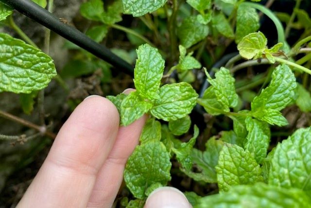 Holding Small Mint Leaves