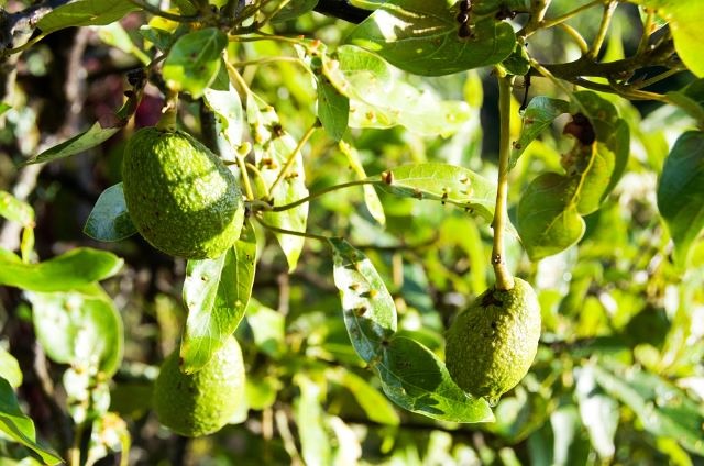 Small Avocados on the Tree