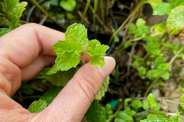 Small Mint Leaves