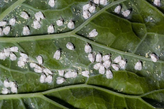 Whitefly and Whitefly Eggs