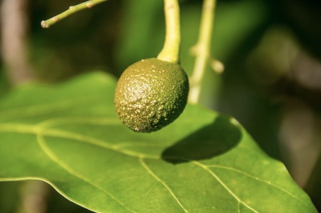 Young Avocado Fruit