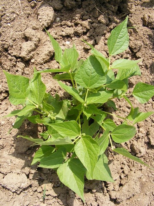 Bean Plants in Poor Soil