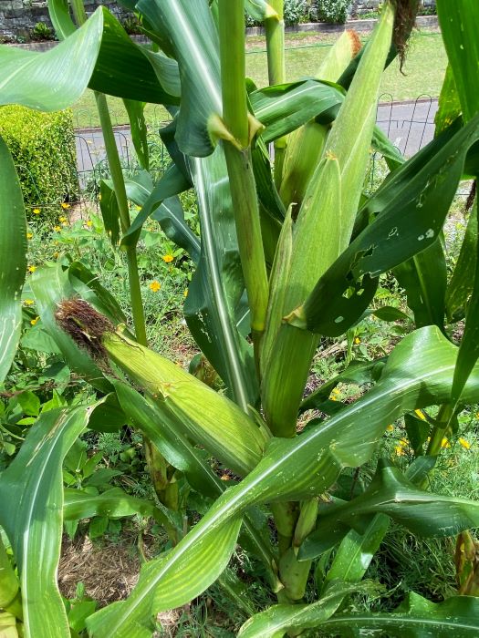 Corn Growing In the Garden
