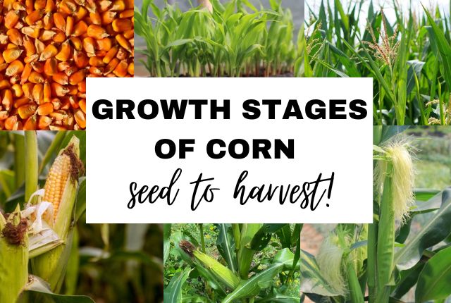 Growth Stages of Corn