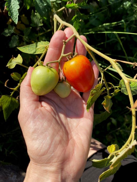Holding Small Tomatoes on the Plant