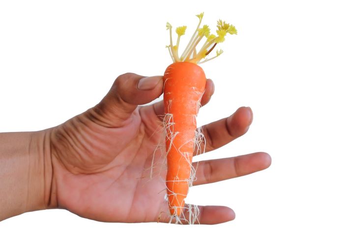 Sprouted Carrot