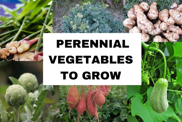 Perennial Vegetables to Grow