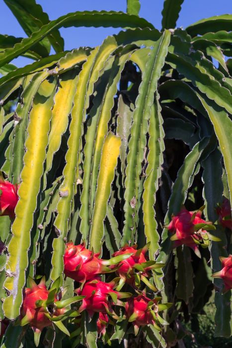Dragon Fruit Plant Turning Yellow