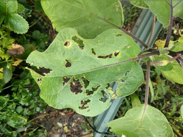 Flea Beetle Pest Attack on Eggplant Leaf