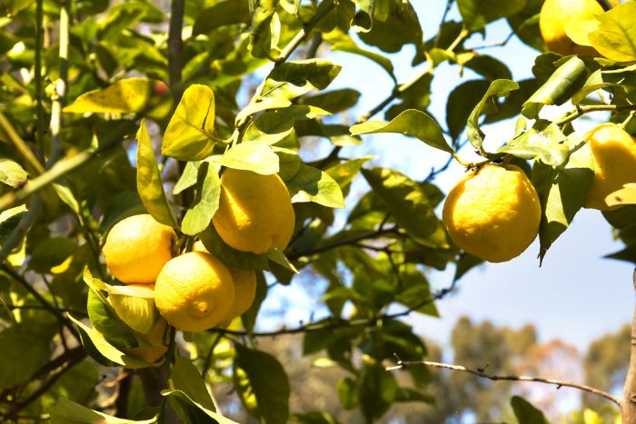 Lemon Tree with Lemons