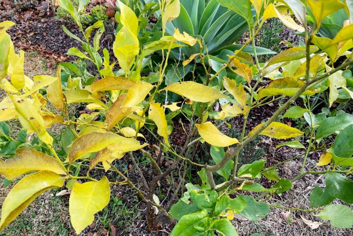Lemon Tree with Yellow Leaves