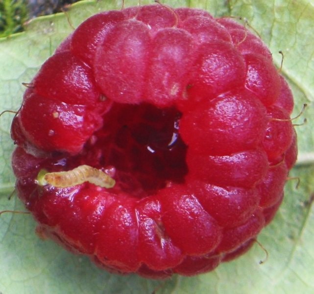 Raspberry Fruitworm
