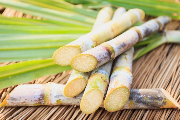 close up of sugarcane