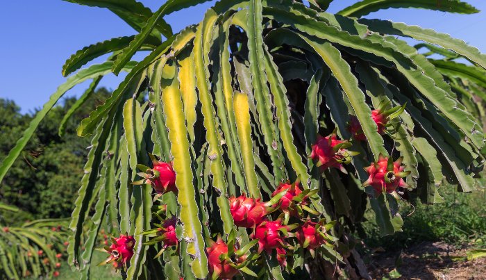 closeup of dragon fruit plant turning yellow